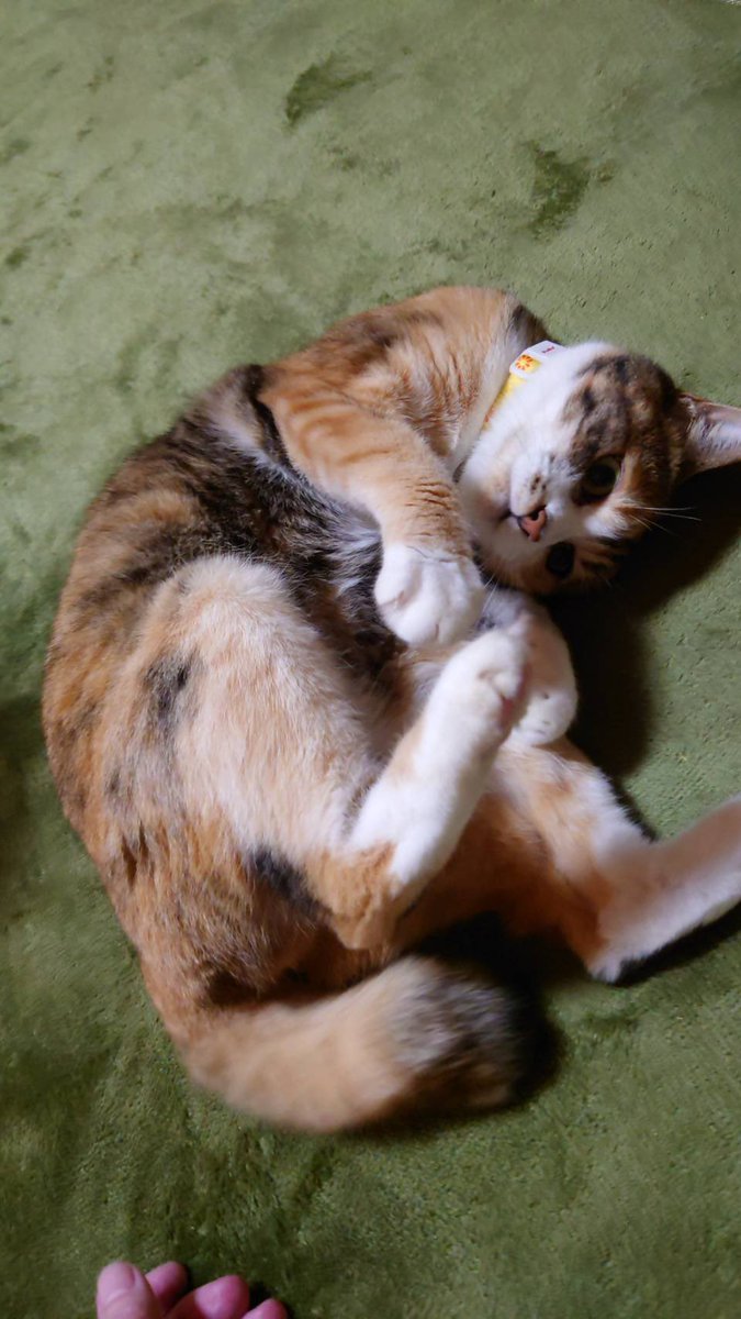 privateeye_pet's tweet photo. 【迷子猫を探しています‼️】

栃木県真岡市熊倉にて

8月16日から行方不明になりました💦

目撃した方はリプライやDMをいただけますと幸いです🙇‍♂️

名前：ポンズ
性別：メス（避妊済）
年齢：10歳
特徴：カギしっぽ
　　　赤い首輪を着用
　　　靴下を履いているような手足

#迷子猫 #猫 #迷い猫 #栃木県 #真岡市 #新屋 #拡散希望 #迷子ペットを守りたい