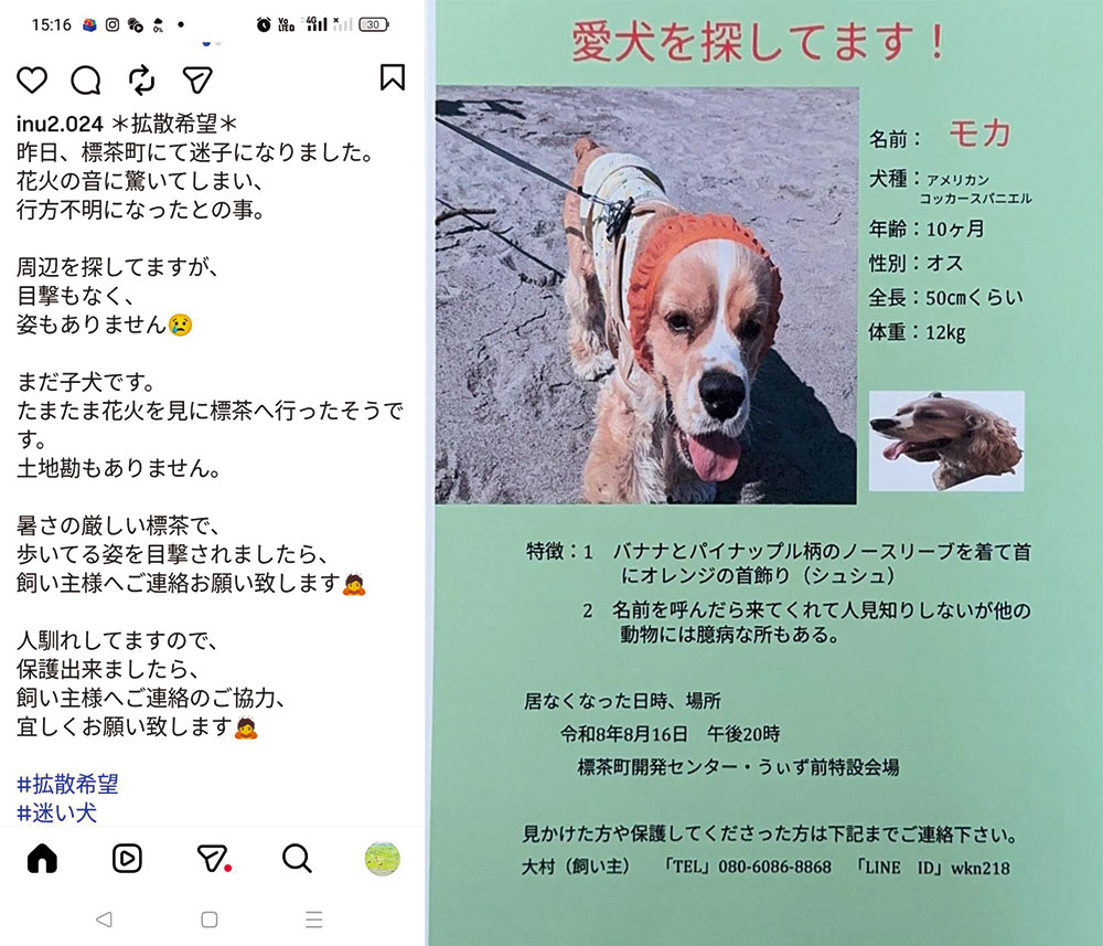 shipponokai's tweet photo. 📣SOS！！迷子犬探しています！！

緊急！！
2026年8月16日（日）20時、標茶町コンベンションホールうぃず前特設会場から、茶白のアメリカンコッカースパニエルの男の子が花火に驚いて逃走してしまいました。

【❖迷子になっている犬の情報】

逃走した場所：北海道川上郡標茶町旭2丁目6−1　標茶町コンベンションホールうぃず
名前：モカ
性別：オス
犬種：アメリカンコッカースパニエル
年齢：10か月　
毛色：茶白
体重：12㎏で体長50センチの中型　
※ バナナとパイナップルの衣装着用・首にオレンジ色のシュシュ
連絡先：大村さん　080-6086-8868
LINE　ID　wkn218

📍 状況
花火の音に驚き、行方不明になってしまったそうです。
土地勘がないため自力では帰れません。
人に慣れていますので、保護して飼い主さんにご連絡していただけたら幸いです。

🙏 情報提供のお願い
茶白のアメリカンコッカースパニエルで洋服も着用しているので、目立つと思います。
どんな些細なことでも構いません。
見かけた方は、飼い主様までご連絡をお願いいたします。

どうかモカちゃんが無事に保護されますように🙏

📍 状況
花火の音に驚き、行方不明になってしまったそうです。
土地勘がないため自力では帰れません。
人に慣れていますので、保護して飼い主さんにご連絡していただけたら幸いです。

🙏 情報提供のお願い
茶白のアメリカンコッカースパニエルで洋服も着用しているので、目立つと思います。
どんな些細なことでも構いません。
見かけた方は、飼い主様までご連絡をお願いいたします。

どうかモカちゃんが無事に保護されますように🙏

#迷子犬
#拡散希望
#迷子情報
#迷い犬
#標茶町