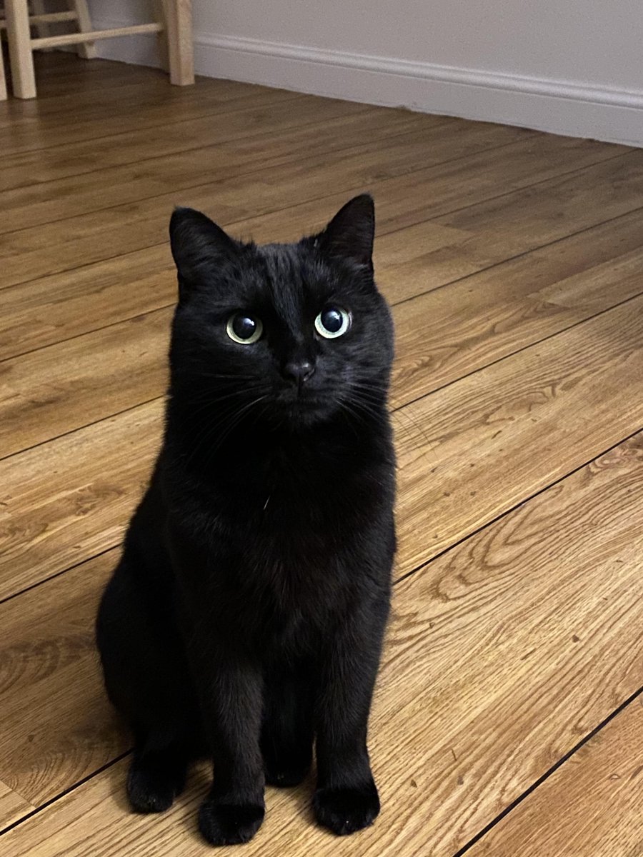 catposter's tweet photo. cat of the day - number 34
the evil one

(happy black cat appreciation day 🖤🐈‍⬛) https://t.co/2pGhKqKtTT