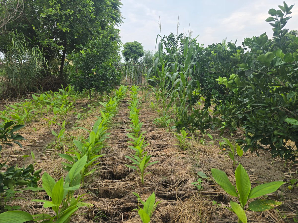 atmaagri's tweet photo. Exposure Visit under ATMA Scheme

An exposure visit was organized for 80 farmers from Development Block Una to progressive farmers’ fields, where they gained practical knowledge about citrus cultivation with turmeric and maize intercropping and dragon fruit cultivation.

#ATMA https://t.co/mmqXHW2eb8