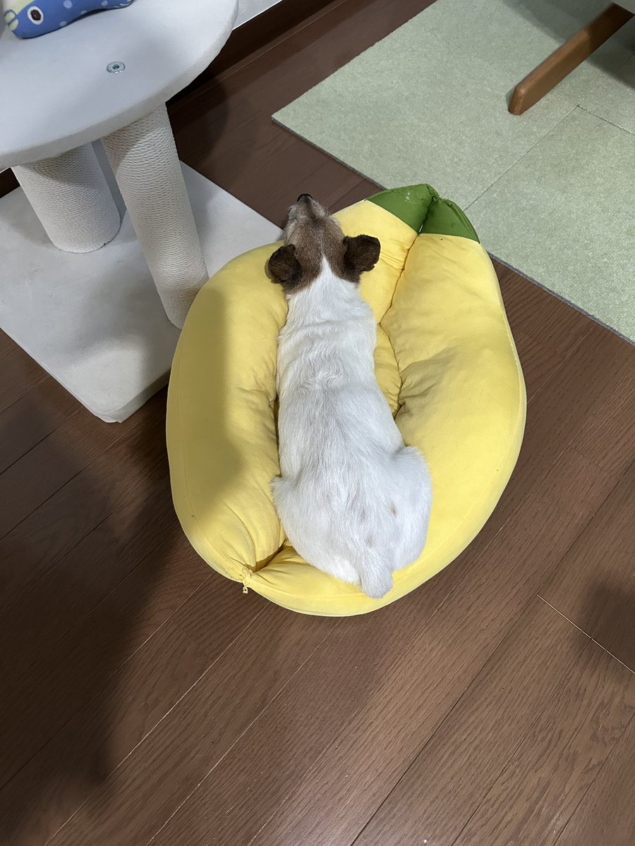 810sheva's tweet photo. 豆大福のようなシェヴァ。 https://t.co/KDQ41nYr5Q