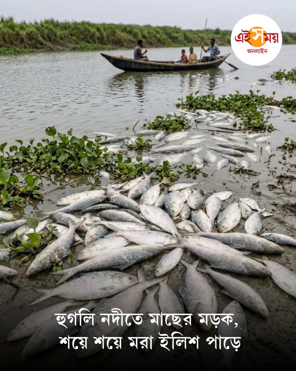 Ei_Samay's tweet photo. বাজারে যা সাধারণের নাগালের ধরাছোঁয়ার একবারে বাইরে, সেই ইলিশ এখন শয়ে শয়ে মিলছে নদীর পাড়ে। সব মরা। ফুলে-ফেঁপে ঢোল। ইলিশের এমন করুণ পরিণতির ছবি কপালে চিন্তার ভাঁজ ফেলেছে মৎস্যজীবীদের।
➡️https://t.co/Vo8T4K3sb4
#hooghlyriver #deadfish #ilishmaach #EiSamay https://t.co/R6kMjb7nDr
