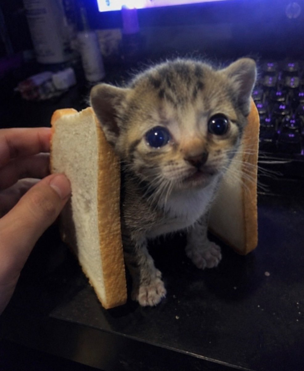 BestOfMeow's tweet photo. https://t.co/fLwOs1buiI