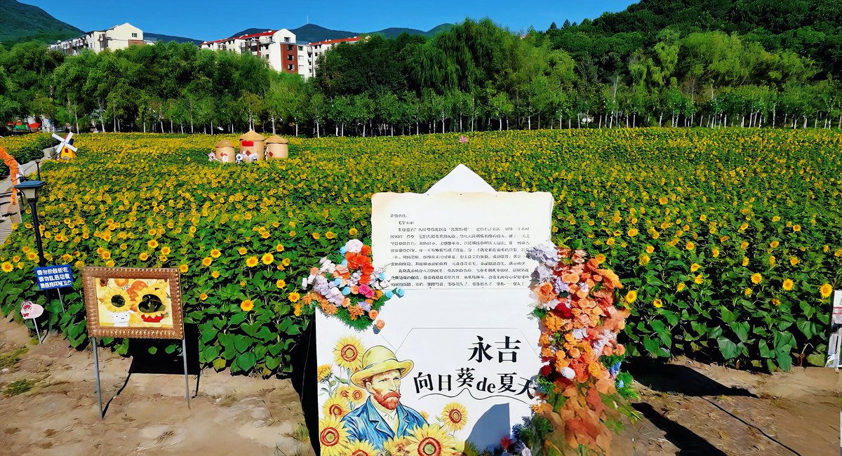 chenm2025's tweet photo. 永吉向日葵de夏天🌻🌻🌻#JilinUpward#永吉向日葵花海 https://t.co/Bavcd1A3iZ