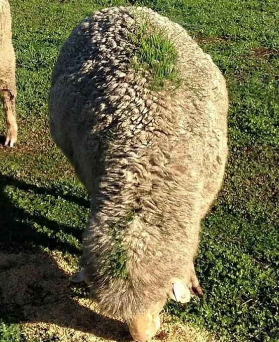Rainmaker1973's tweet photo. This sheep walked under a gravity-fed grain feeder right before it rained, and the perfect mix of seed, moisture, and wool made a tiny patch of grass grow on its back. 

It’s just like a walking garden. https://t.co/koOBn7gGRd
