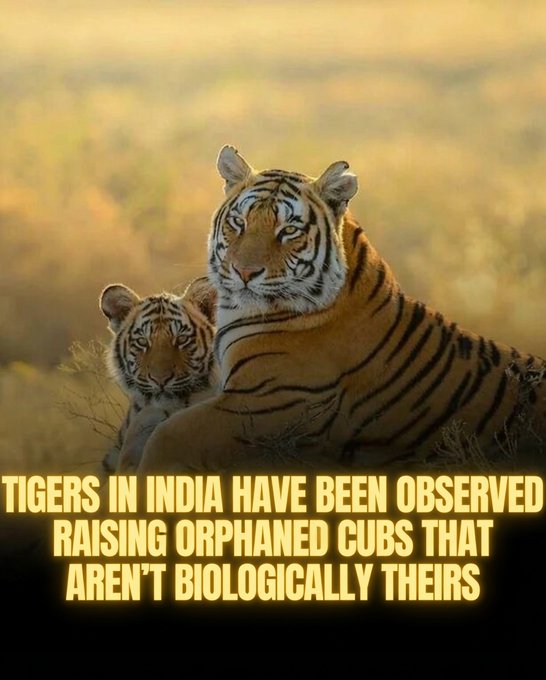 Rainmaker1973's tweet photo. Documented cases in India show tigers (both tigresses and, more rarely, males) raising orphaned cubs that are not biologically theirs. 

These are exceptional and rare behaviors, as tigers are typically solitary and males often kill unrelated cubs, but credible wildlife reports and observations from tiger reserves confirm it has happened.