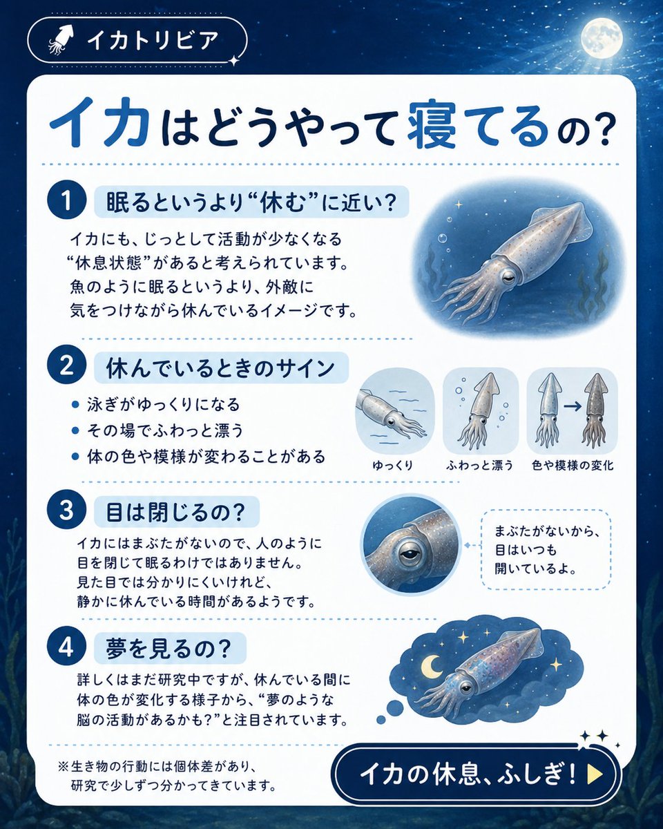 asukaikakoi's tweet photo. 🦑イカってどうやって寝てるの？実は活動を落として、ふわっと漂うように休む時間があります💤 休息中に体色が変わることも。もしかして夢も見る…？まだまだ研究中の不思議です🌙 #飛鳥フーズ #イカトリビア #イカ https://t.co/YAID4Lj6dY