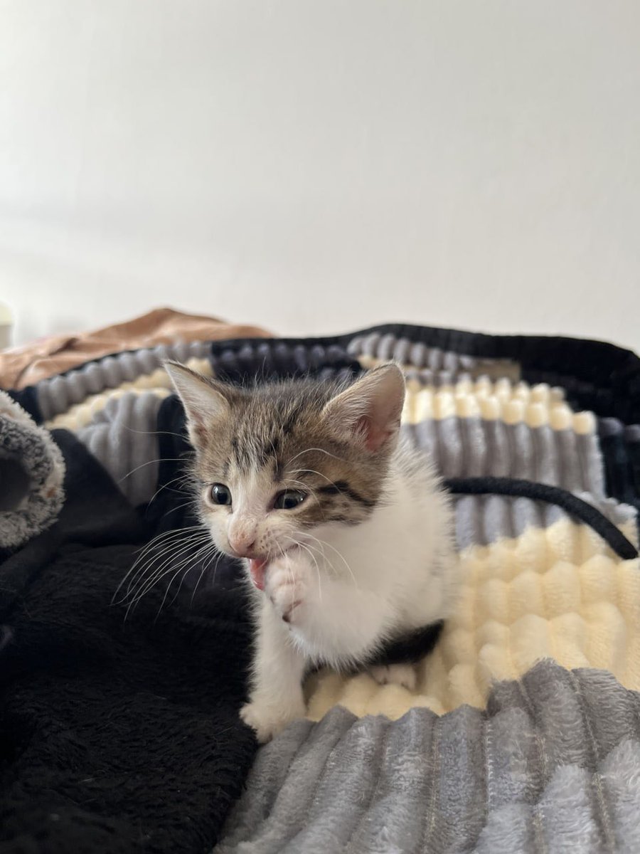 MiyaSprout's tweet photo. tiny but already so dramatic 🥹🐾 https://t.co/TpLabuphjA