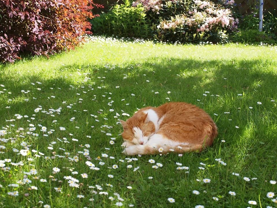 nerdyverz's tweet photo. cat probably thought “beautiful place to take a nap at” https://t.co/Pdv9DY1Nw4
