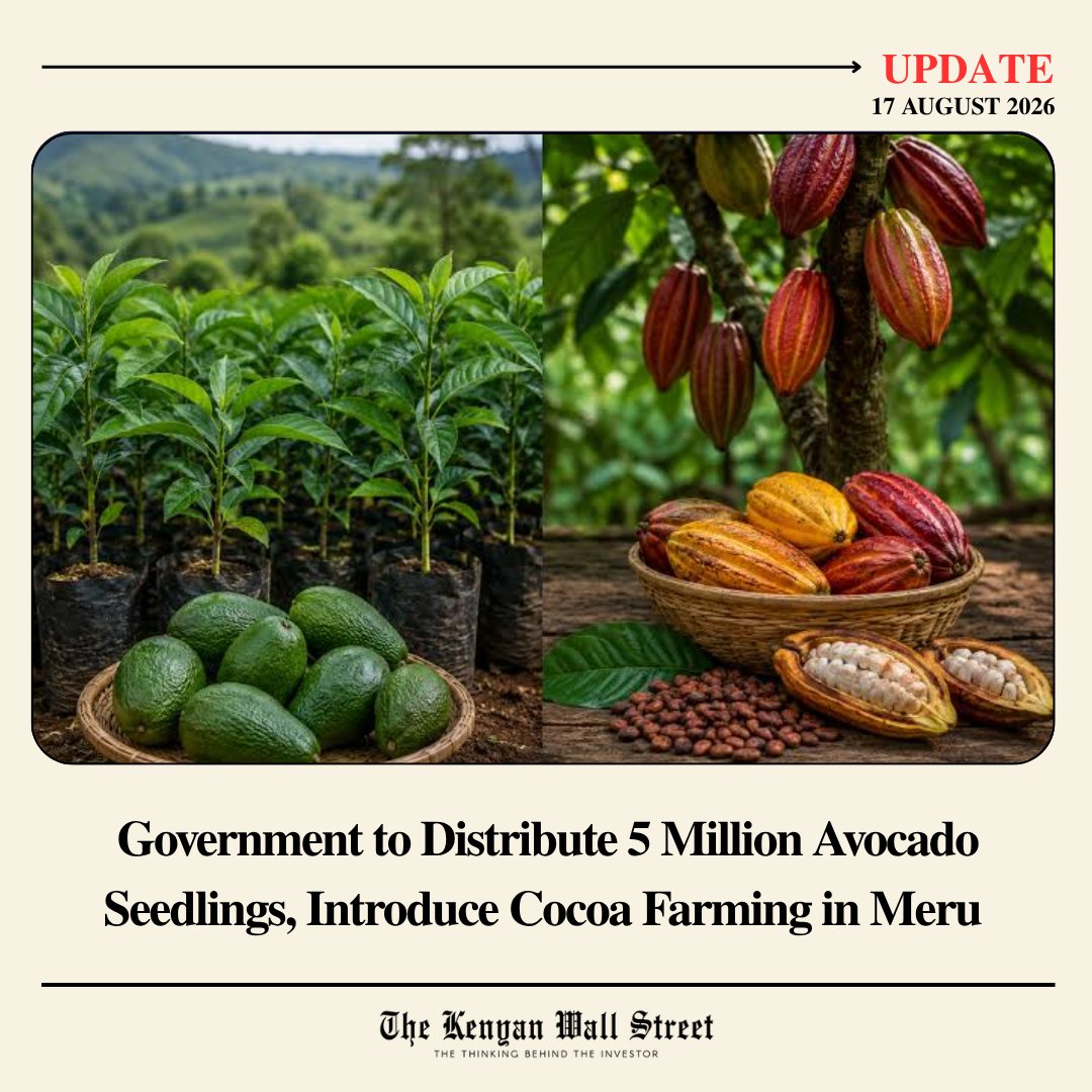 kenyanwalstreet's tweet photo. The Kenyan government will distribute five million avocado seedlings and one million cocoa seedlings in Meru County under an agricultural expansion programme aimed at boosting production and farmers' incomes, Forestry Principal Secretary Gitonga Mugambi announced.

The initiative seeks to strengthen Meru's position as a leading avocado-producing region while introducing cocoa as a new income-generating crop, reducing reliance on traditional farming. Farmers will receive agricultural extension services, training, and access to quality planting materials to support the programme, which the government expects to boost export earnings and value addition.