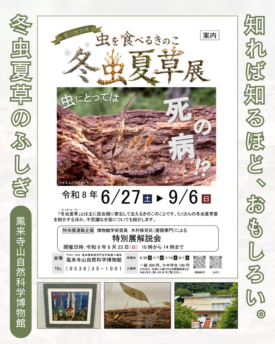 shinshirokankou's tweet photo. 🌿「冬虫夏草展」鳳来寺山自然科学博物館で開催中！

冬は虫、夏は草。昆虫やクモに寄生し、やがてキノコとなる不思議な生き物です😮

 8/23(日)は木村修司氏の解説会も！ 

詳しくはこちら👇 https://t.co/RZZFZHqSLo 

@Houraijisan695 https://t.co/6vt3guDxaw
