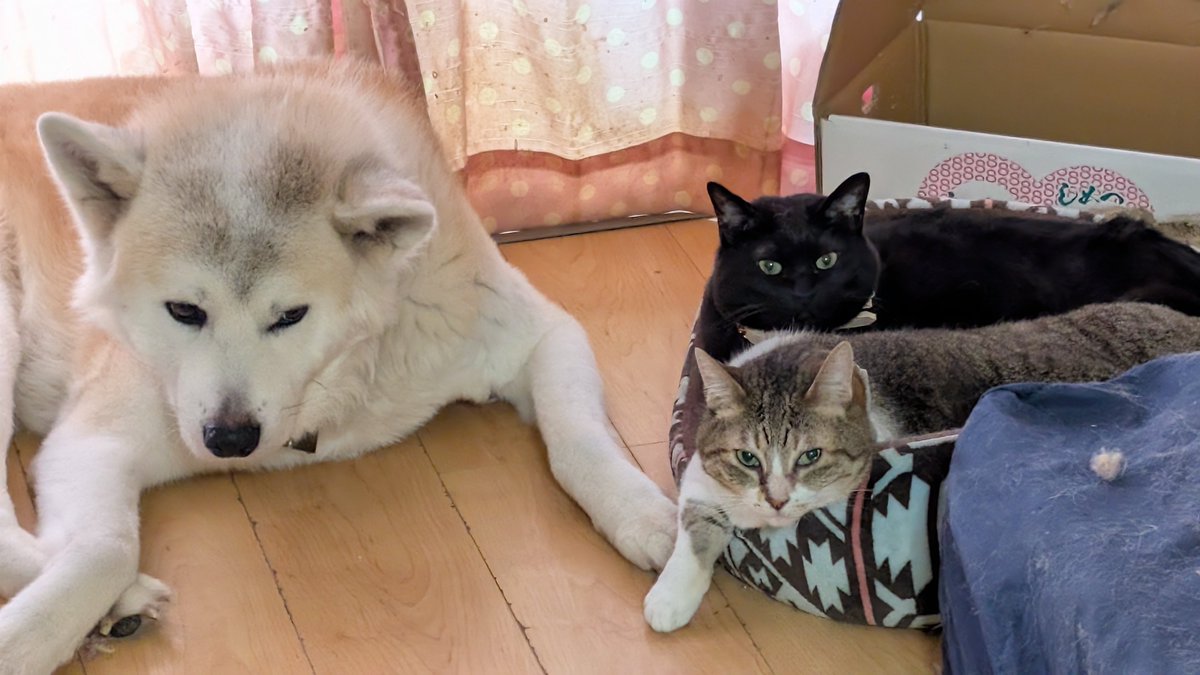 fancy_hut's tweet photo. にいに（やんちゃ坊主）の事が大好きな猫2匹を見て…これはChatGPTさんに画像���作って貰おうと勝手に考えて… https://t.co/8Ka0l6l2O9