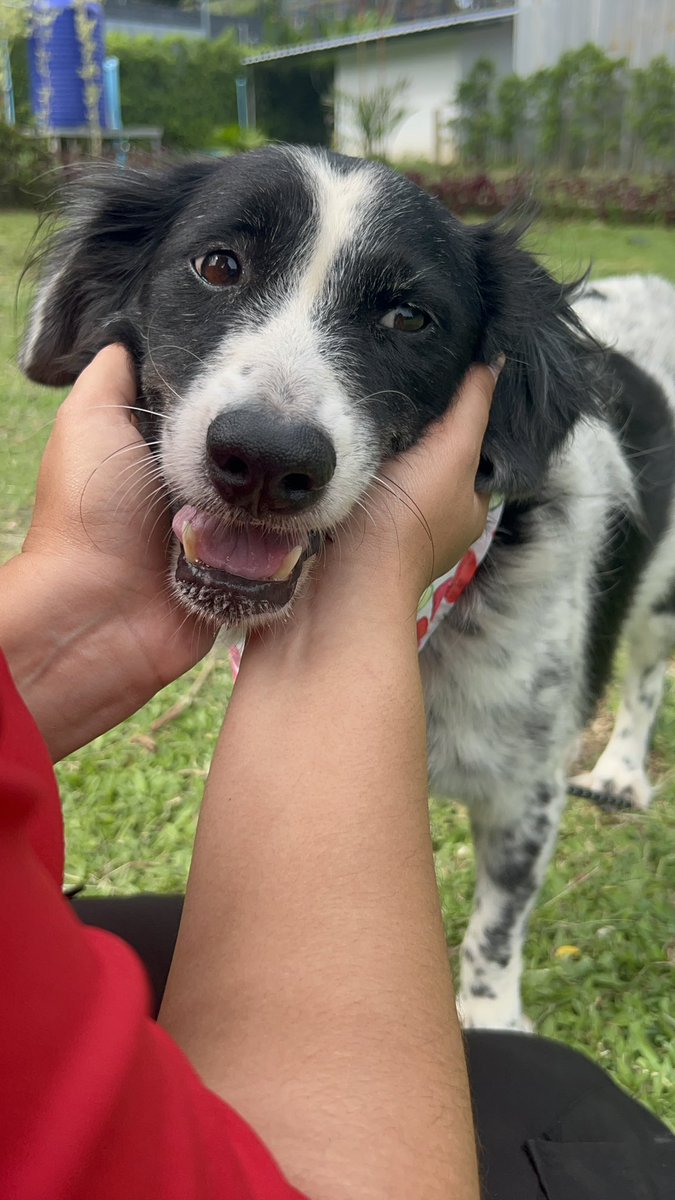 NiallHarbison's tweet photo. This is pepper. She once had an owner but they left her behind and went back to their country. 

She lived on the street for years but recently had an issue. We’re trying to transform her life for her (1/6) https://t.co/rj9oIPYOlx