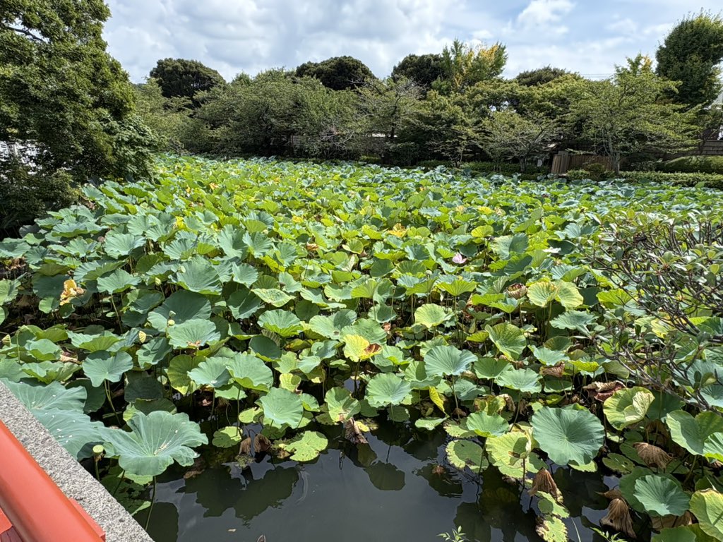Dssna's tweet photo. わい有休取ってるので休みは本日まで

盆明けなら空いてんじゃね？と思い久方ぶりに、いざ鎌倉
生しらす丼食って鶴岡八幡宮行って竹林見たかったので報国寺へ
杉本観音とやらをスルーしてしまったので次の宿題としておく
結構人多くて疲れたので早めに撤退

明日からバリバリやるでぇ😎
#いざ鎌倉 https://t.co/baggVAA5OX