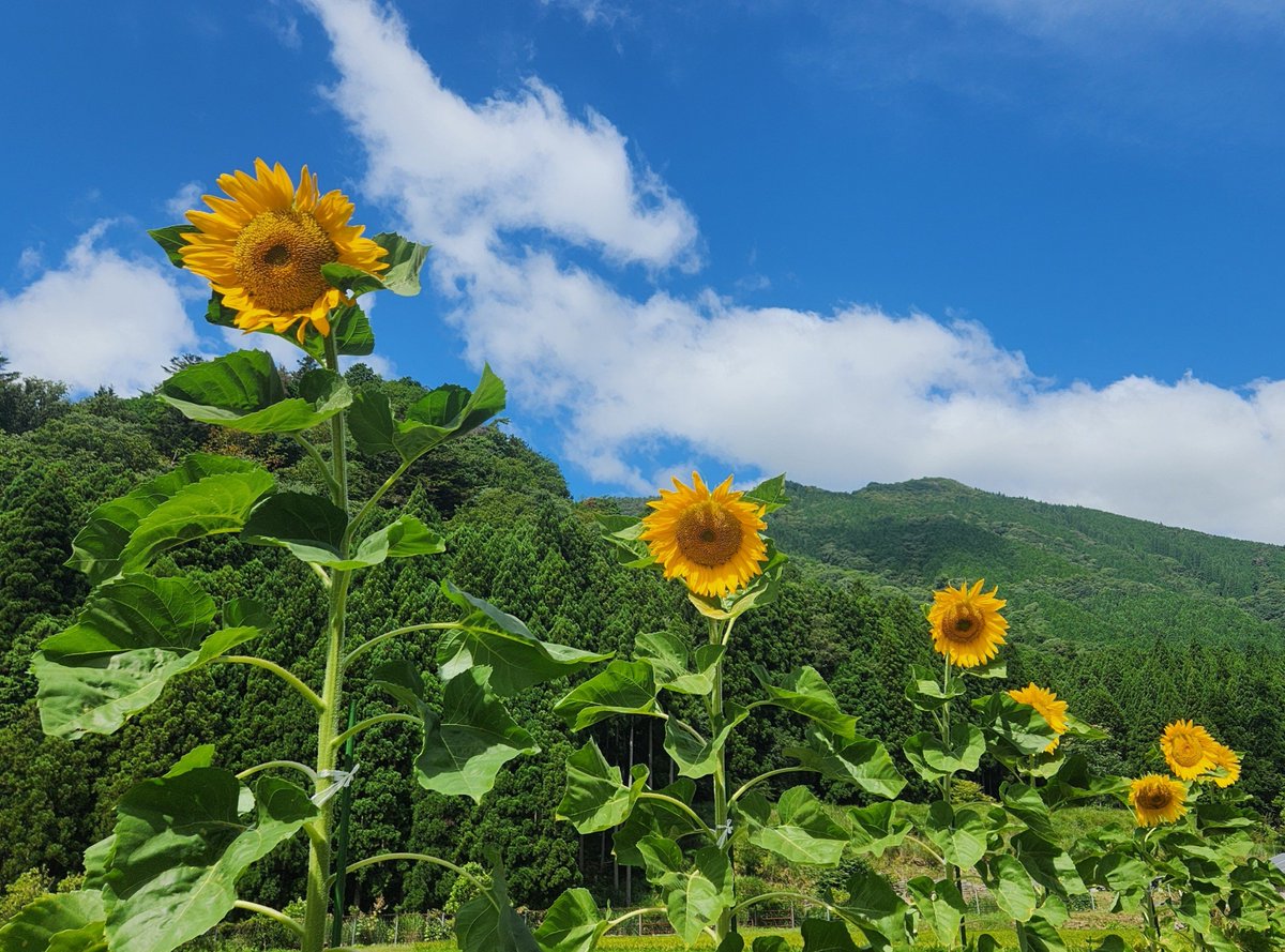 LA_rain_dream's tweet photo. @CHLionRagbaby 
実家のひまわりです🌻
綺麗に咲いてましたー！
ラルクのおかげでさいっこうの夏休みなりました！ https://t.co/9uPRb3JNjQ