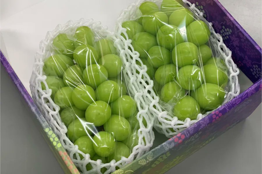 jolf_sales's tweet photo. ＼粒の張りと甘みが際立つあのフルーツ・・・🫶／

JAグループ山梨から「シャインマスカット2房」を
5名に #プレゼント🎁

今が旬、山梨のシャインマスカット🍇
大粒でタネ無し。皮ごとでも食べられる！

山梨フルーツ王国のインスタグラムをフォローで当選率UP👍

▼応募方法
1⃣@jolf_salesをフォロー 
2⃣8/26(水)23:59までにリポスト
当選者にはDMからご連絡します📥
