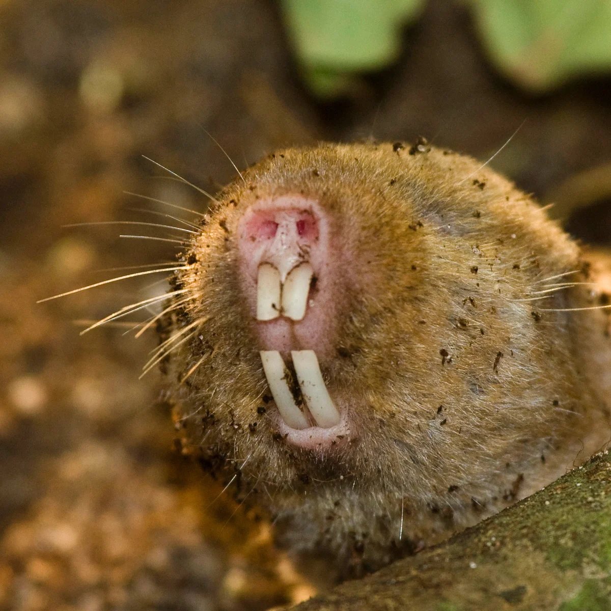 AMAZlNGNATURE's tweet photo. Blind mole rats have one of the strangest cancer defenses in mammals

Their cells can stop multiplying when damage builds up, which is why scientists are studying them so closely https://t.co/QsVQFtjJ22