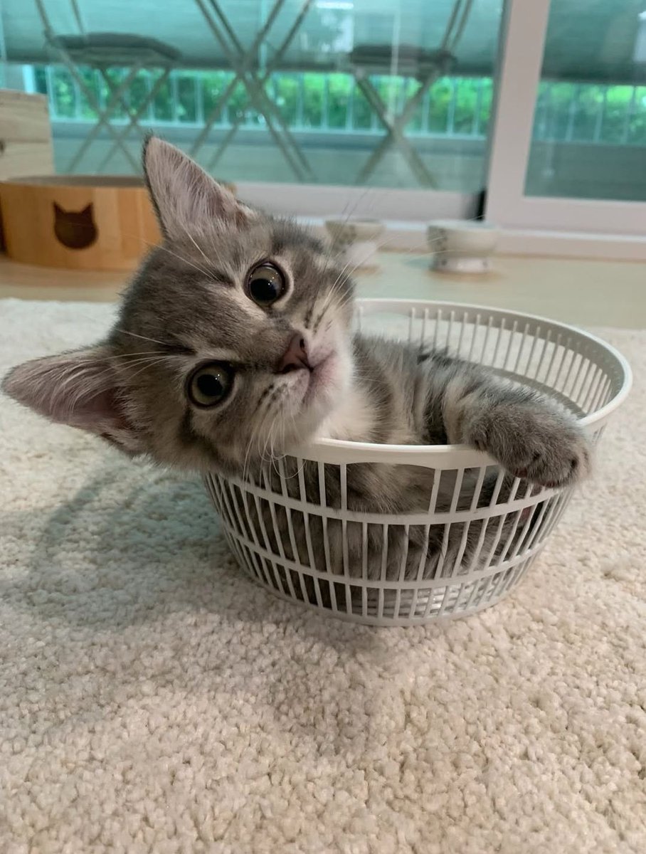 ctg37z's tweet photo. enter i ja :3 dzisiaj tylko meow Meow https://t.co/bPpsZJNKMg
