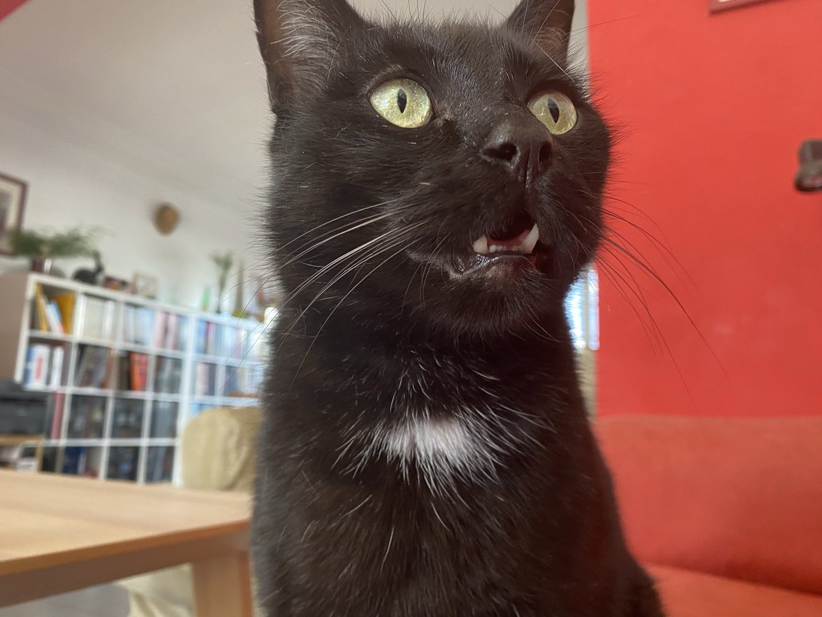 elbrdd's tweet photo. prière pour que tous les chats noirs soient aimés adulés et chéris https://t.co/z1GCa3A1nc