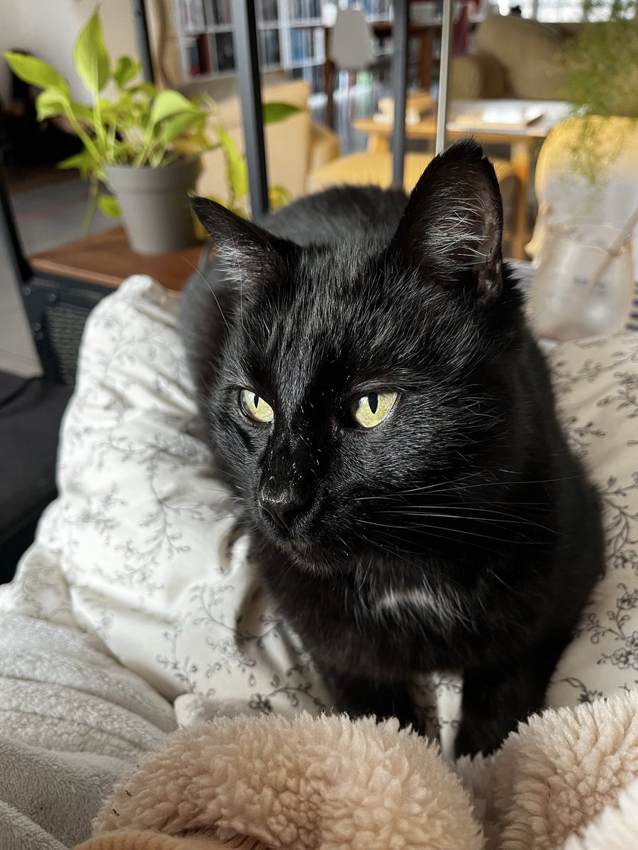 elbrdd's tweet photo. prière pour que tous les chats noirs soient aimés adulés et chéris https://t.co/z1GCa3A1nc
