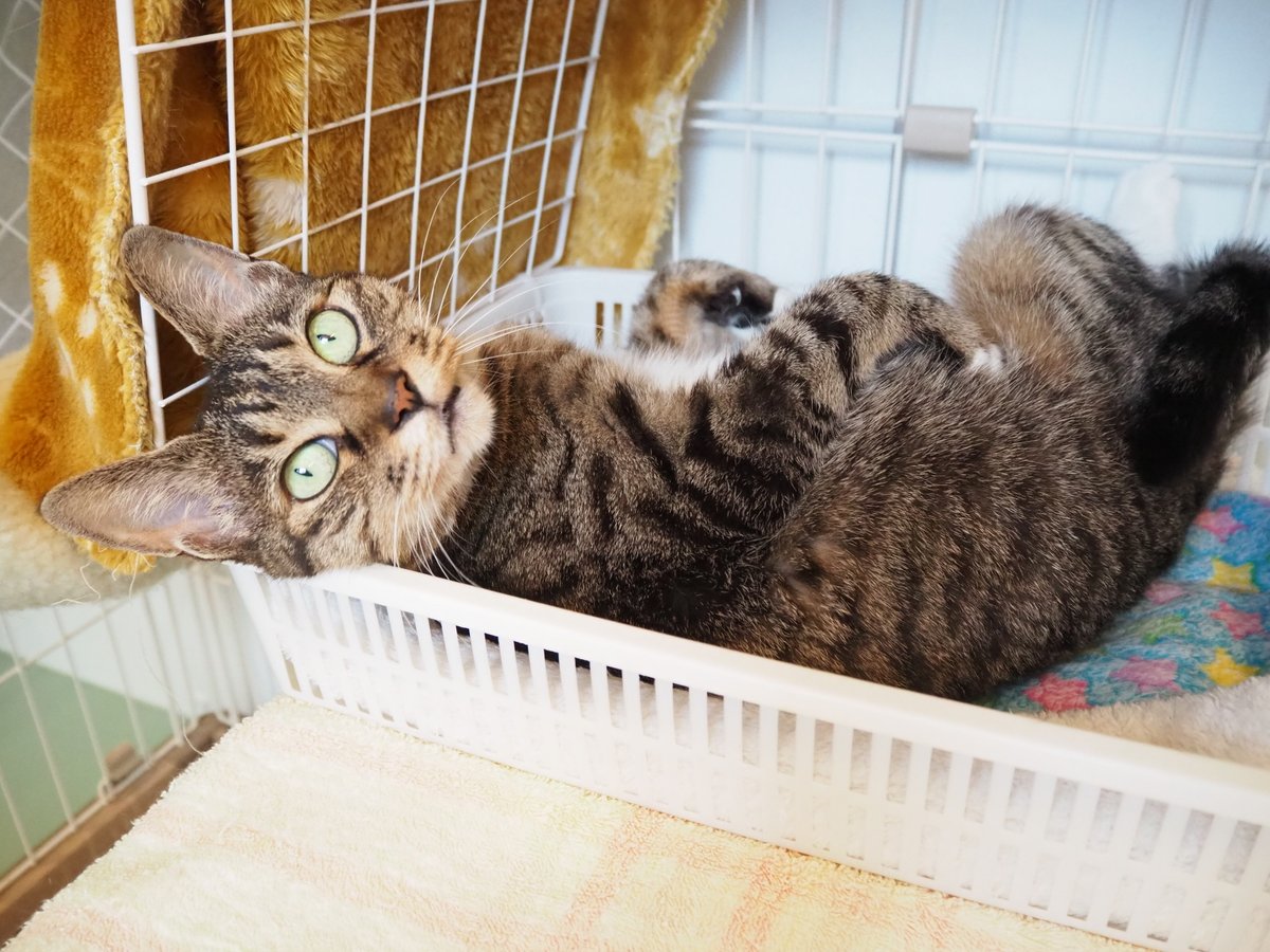 AwcAinikita's tweet photo. こんにちは！北海道立動物愛護センターです🐈

撫でると、うっとりする「とらこ」ちゃん。自分だけの家族ができたら、もっと甘えん坊になりそうです✨

ぜひ気軽に会いに来てください！

#あいにきた #猫 #譲渡 #とらこ https://t.co/lX7zNTDi01