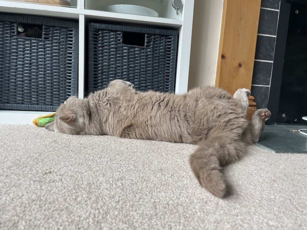 technicalyblond's tweet photo. @kai_brokering My boss is always sleeping on the job! https://t.co/9D6BV5khht