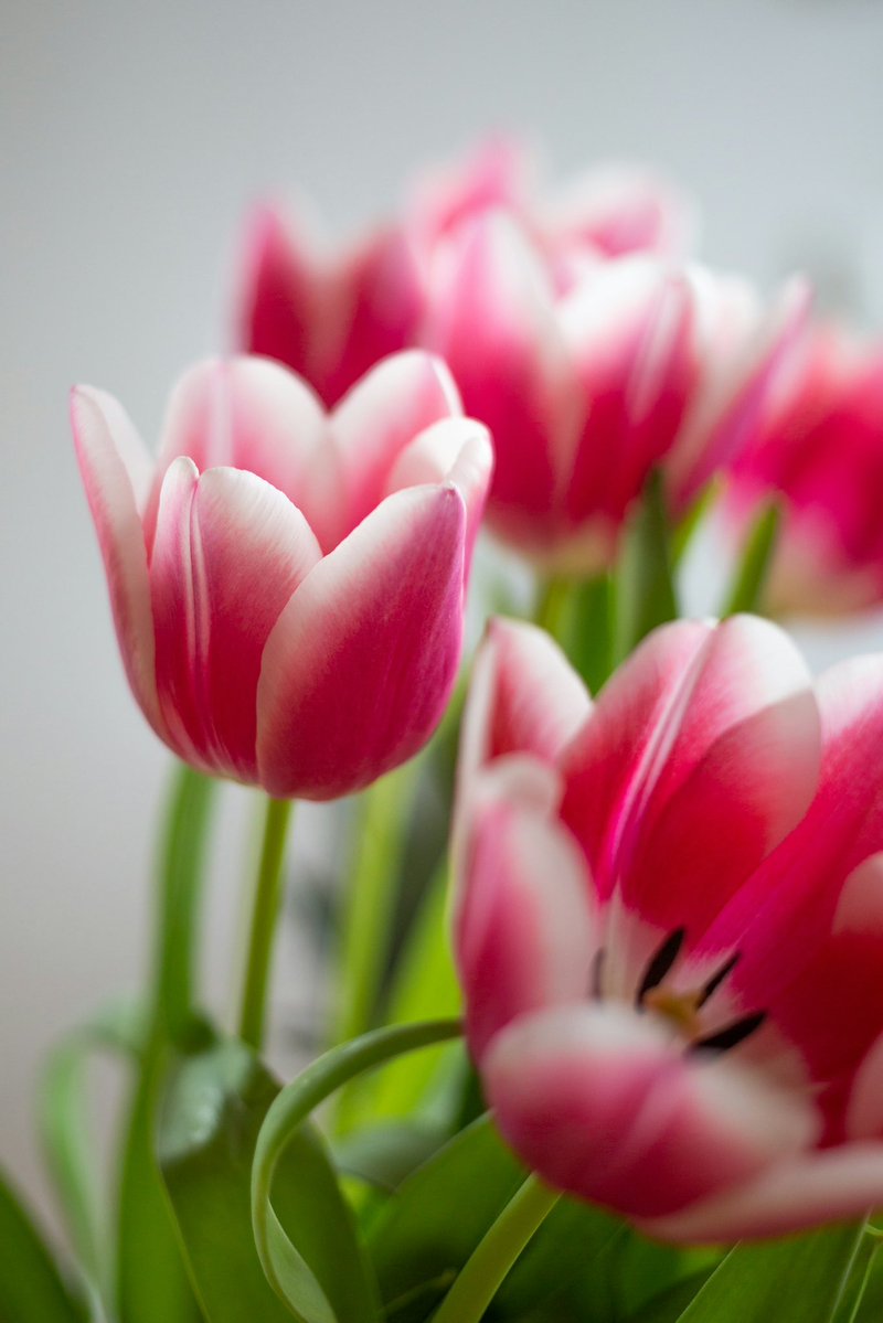 PoppiekRosnx's tweet photo. Beautiful Week Everyone🌷🌱💕🦋

#MagentaMonday #Flowers #Tulips #FlowerPhotography https://t.co/zCxDbY8JfP