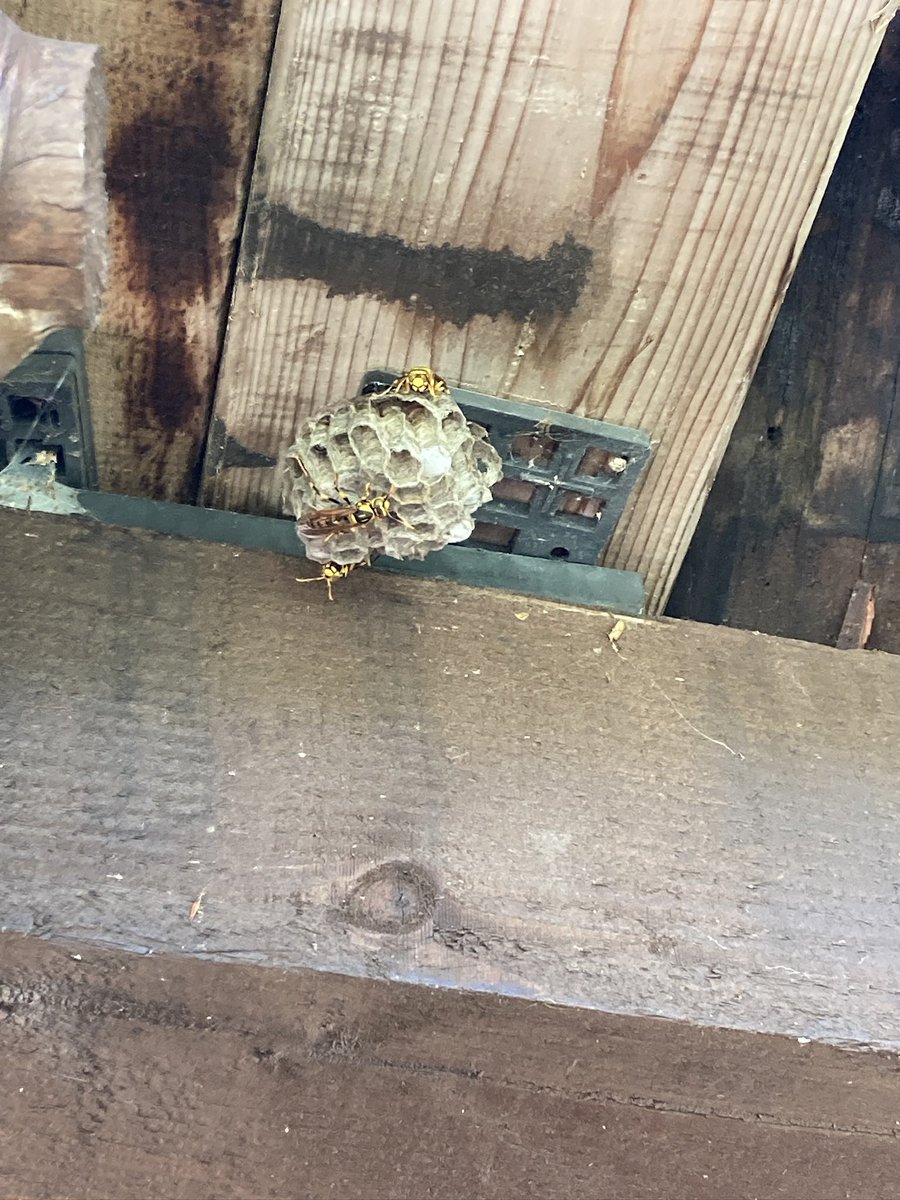 GruttaNetwork's tweet photo. 【わっぱらんど】
8/16にツリーハウスの階段と2階床の木材に一部腐食が確認され、危険なので立ち入りを禁止しました。入口天井付近にはアシナガバチの巣もあります。お気をつけください。 https://t.co/6HVWp85U4x