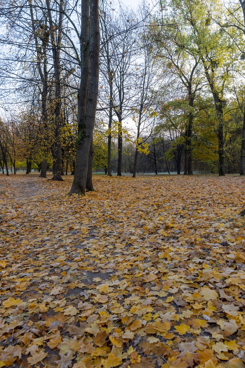 BergogneChrist1's tweet photo. The first autumn breeze paints the park golden  Perfect for a casual walk with a warm latte!， https://t.co/mYVDjnWNC1