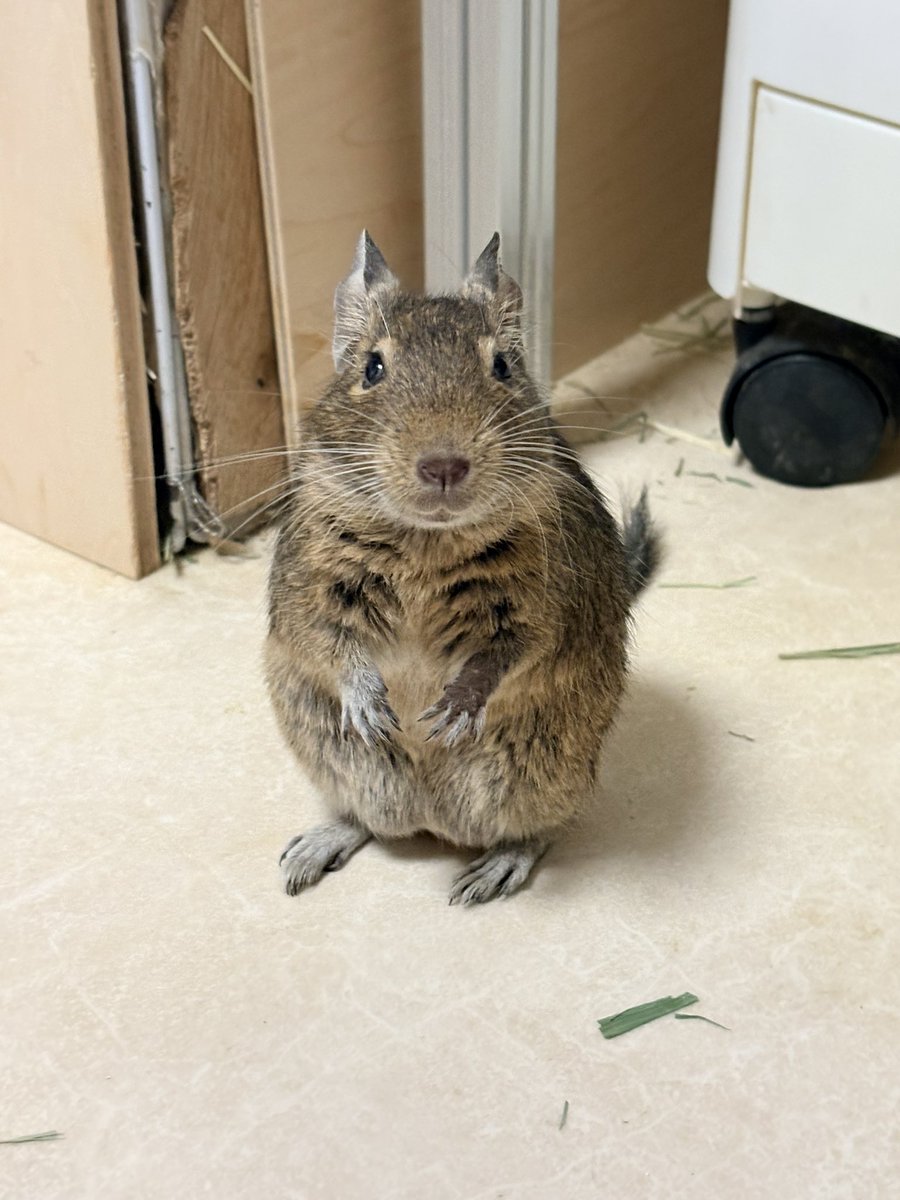 kogetama_Guard's tweet photo. 4足と2足と0足 https://t.co/c5oalFbpFh
