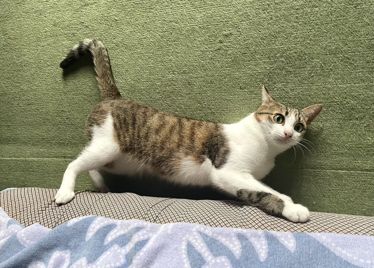 en_33n's tweet photo. 寝転がりながら布団で爪研ぎするのにハマってる。やめてね https://t.co/sQ8iB7KymD