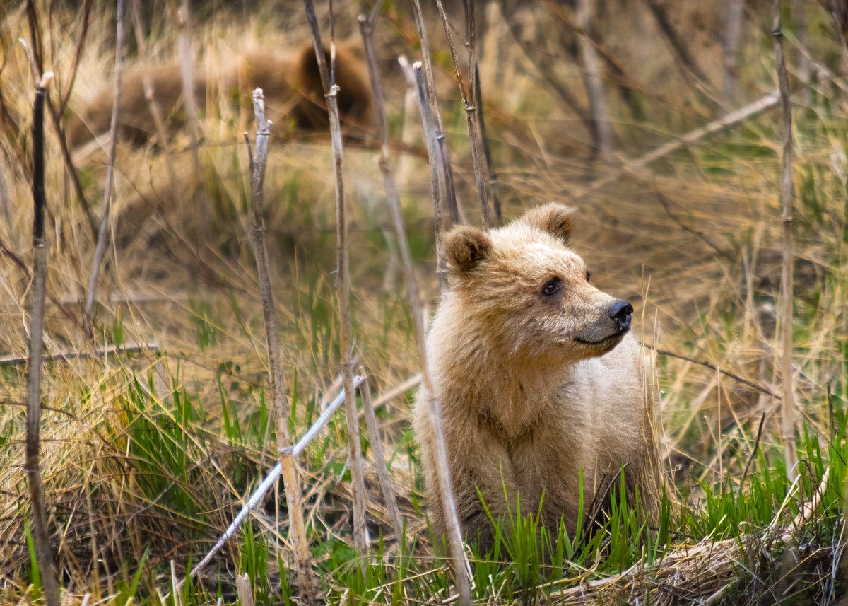 beccaderex's tweet photo. I feel absolutely heartbroken and sick to my stomach posting this. 

It’s rare that I ever feel a “bond” with the wild animals I photograph. But this family of grizzly bears, a mom and three yearling cubs, was different. 

I spent hours with this family on five different occasions earlier this year, sometimes completely alone in the forest with no other people around. I’ll never forget watching the babies wrestle, or the way they settled into a large cuddle pile to go to sleep right in front of me, or their playful curiosity as they learned about the world around them. I’ll never forget their mom’s gentle patience. I will be forever grateful for each and every time she decided I was allowed to hang with them.

None of them had names; this isn’t Yellowstone. But everyone in Eagle River knew about them. 

One irresponsible resident bought chickens before having their property secured against bears. The most basic precautionary steps you NEED to take if you attempt to raise livestock in Alaska, in the heart of grizzly territory, were ignored. After the first attack, apparently the resident moved his surviving chickens inside his house. The bears followed, broke inside, and had to all be shot by Alaska Fish and Game (AFD made the right call, they are not the bad guys here). 

Four beautiful, incredible bears. Gone. I’m devastated. I can’t imagine the pain and confusion of their final moments. 

I tried to explain to a friend earlier the impact this was having on me and I just… couldn’t. How could I? How can I explain to someone who’s never been around bears like that what it means when a mother grizzly decides you’re safe enough to fall asleep in front of— how do you even begin to describe what that feeling is like? And then how do you describe it being cruelly ripped away?

We went to Eagle River together today and it seemed like the mountains were crying with me. It was dark and cloudy, the wind violently ripped through the valley, and you could hear grizzlies roaring in the distance on the river.  The landscape mourned with me. You just can’t make this stuff up. 

Spending time with these bears fundamentally changed something inside of me. They were such a defining part of my early experiences in Alaska. I can’t believe they’re gone, I won’t get to see the babies grow up, and she’ll never have another litter.
