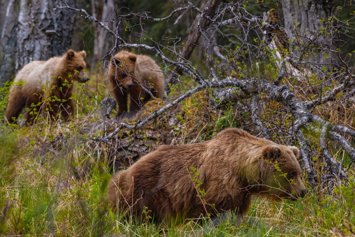 beccaderex's tweet photo. I feel absolutely heartbroken and sick to my stomach posting this. 

It’s rare that I ever feel a “bond” with the wild animals I photograph. But this family of grizzly bears, a mom and three yearling cubs, was different. 

I spent hours with this family on five different occasions earlier this year, sometimes completely alone in the forest with no other people around. I’ll never forget watching the babies wrestle, or the way they settled into a large cuddle pile to go to sleep right in front of me, or their playful curiosity as they learned about the world around them. I’ll never forget their mom’s gentle patience. I will be forever grateful for each and every time she decided I was allowed to hang with them.

None of them had names; this isn’t Yellowstone. But everyone in Eagle River knew about them. 

One irresponsible resident bought chickens before having their property secured against bears. The most basic precautionary steps you NEED to take if you attempt to raise livestock in Alaska, in the heart of grizzly territory, were ignored. After the first attack, apparently the resident moved his surviving chickens inside his house. The bears followed, broke inside, and had to all be shot by Alaska Fish and Game (AFD made the right call, they are not the bad guys here). 

Four beautiful, incredible bears. Gone. I’m devastated. I can’t imagine the pain and confusion of their final moments. 

I tried to explain to a friend earlier the impact this was having on me and I just… couldn’t. How could I? How can I explain to someone who’s never been around bears like that what it means when a mother grizzly decides you’re safe enough to fall asleep in front of— how do you even begin to describe what that feeling is like? And then how do you describe it being cruelly ripped away?

We went to Eagle River together today and it seemed like the mountains were crying with me. It was dark and cloudy, the wind violently ripped through the valley, and you could hear grizzlies roaring in the distance on the river.  The landscape mourned with me. You just can’t make this stuff up. 

Spending time with these bears fundamentally changed something inside of me. They were such a defining part of my early experiences in Alaska. I can’t believe they’re gone, I won’t get to see the babies grow up, and she’ll never have another litter.