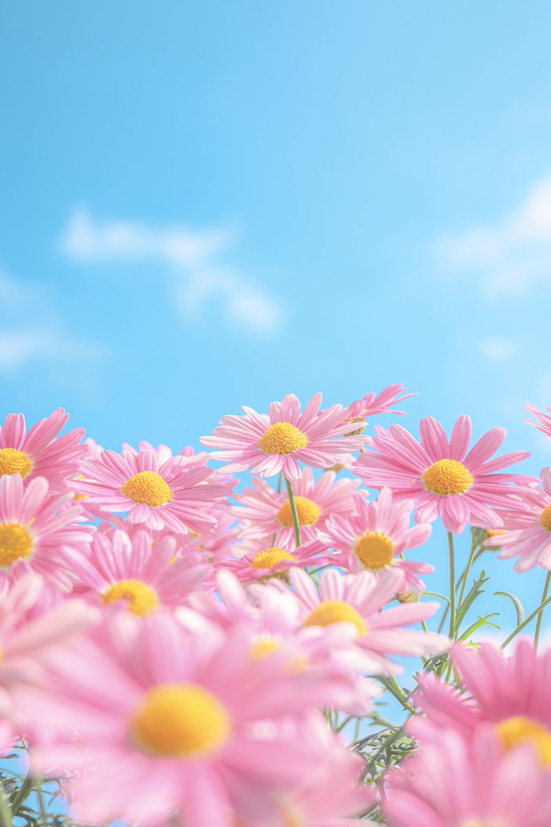 Noah_photobook's tweet photo. お花が好きな人に届きますように。 https://t.co/B1HtWWJTuD