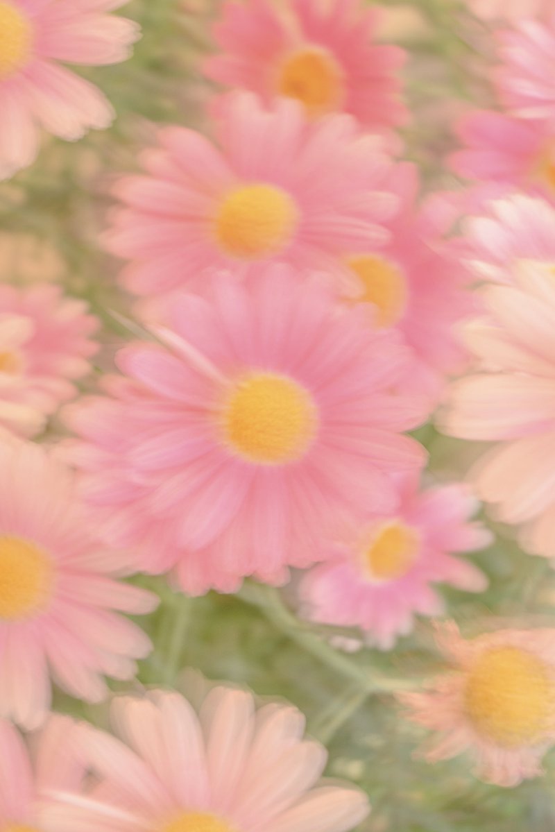 Noah_photobook's tweet photo. お花が好きな人に届きますように。 https://t.co/B1HtWWJTuD