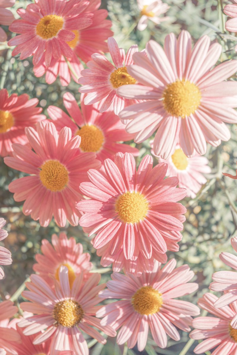 Noah_photobook's tweet photo. お花が好きな人に届きますように。 https://t.co/B1HtWWJTuD