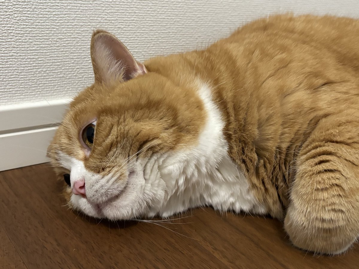 GoodLife_Cat tweet picture