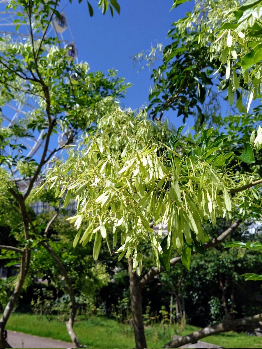 yoshiing1957's tweet photo. こんばんは🌛𓂃⋆꙳

今日もおだやかな佳き日に🍀

【過去画】２０２４/０７
🌼シマトネリコ
花言葉: 偉 大 :ほか  モクセイ科
アートガーデン🎡  花期５～７月
 #ハウステンボス 🌸花さんぽ
 #TLを花でいっぱいにしよう https://t.co/stUFToRQQL