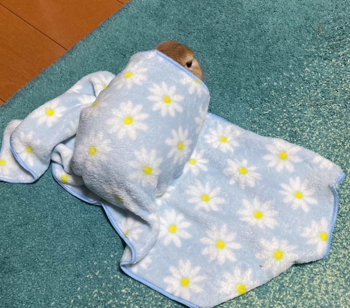 Bunnies's tweet photo. https://t.co/qCRkaGonaQ