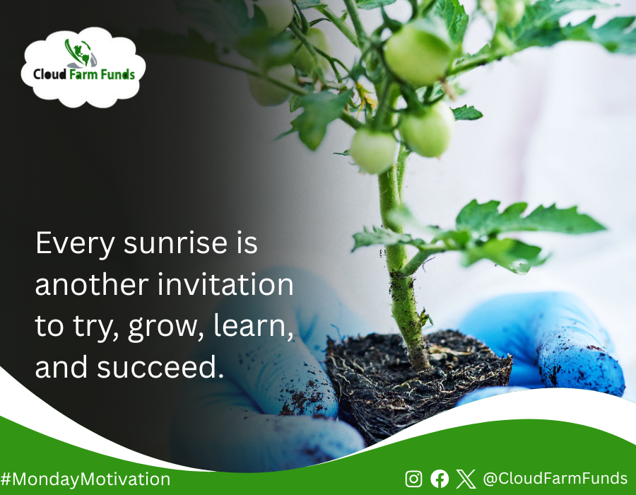 cloudfarmfunds's tweet photo. Every sunrise is another invitation to try, grow, learn, and succeed. 

Happy New Week

#MondayMotivation
#Cloudfarmfunds https://t.co/Nz6LpHfDmb