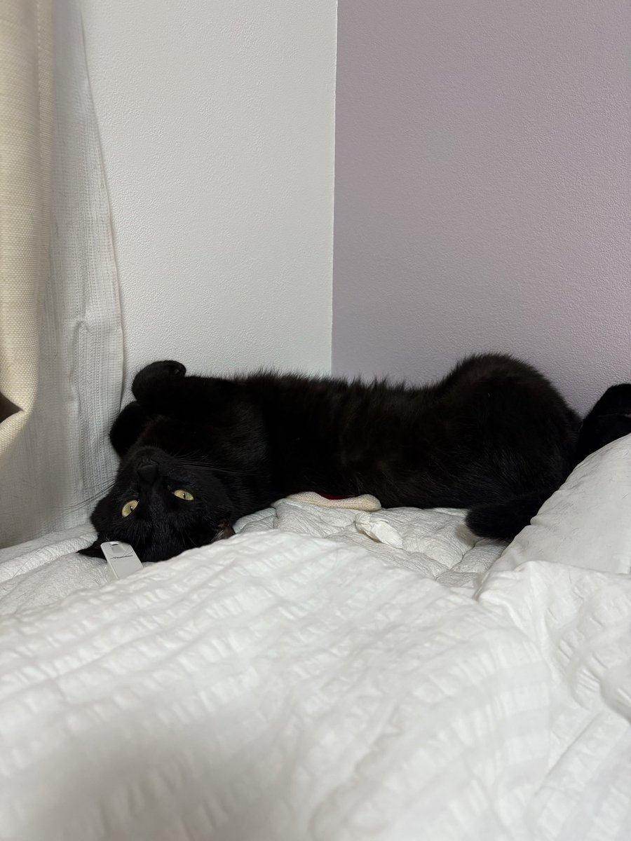 nyan_study86's tweet photo. 今日は黒猫感謝の日なんだそうです。
ビビリでマイペース、昨年我が家に来てくれた可愛い男の子です☺️
たくさんの保護猫がずっとのおうちを見つけられるよう祈ってます🙏✨ https://t.co/rJxKxTB7T0