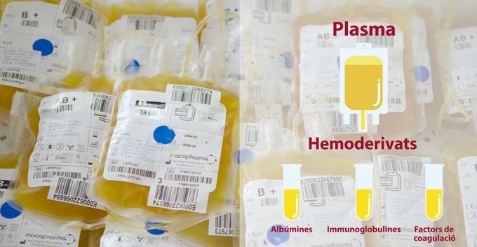 GVAdonasang's tweet photo. ⚕️Els medicaments hemoderivats tenen un origen exclusivament biològic
👉el #plasma sanguini humà
#DonaPlasma sense la teua donació no hi ha tractaments.
📝Completa el formulari i t'informem⤵️
🔗https://t.co/2LiFKnC9ac
#PlasmaLaTeuaGenerositat https://t.co/mcmMuFuMxn