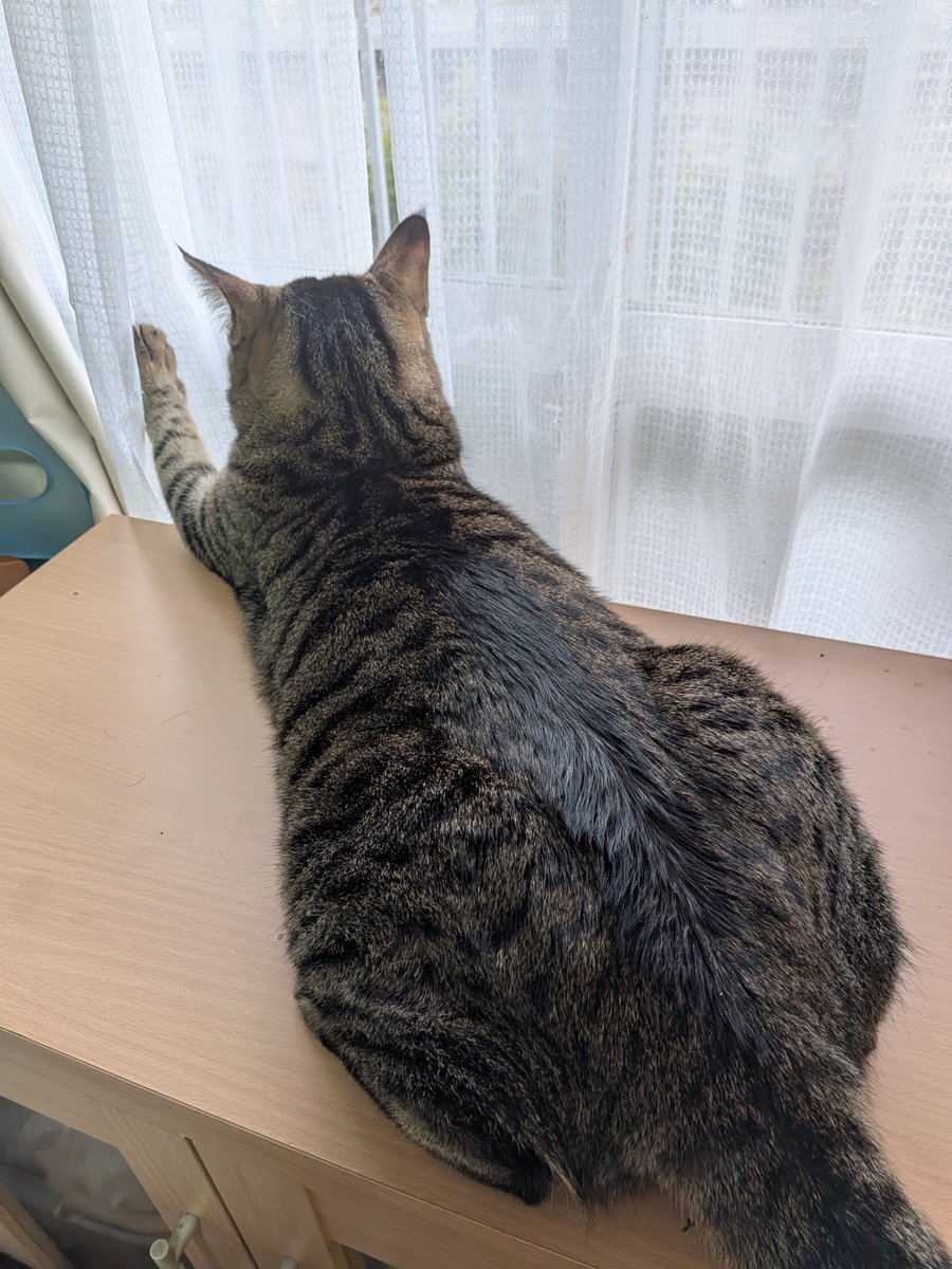 M_A9_1's tweet photo. リラックスねこさん https://t.co/W5Y5rdXLyr