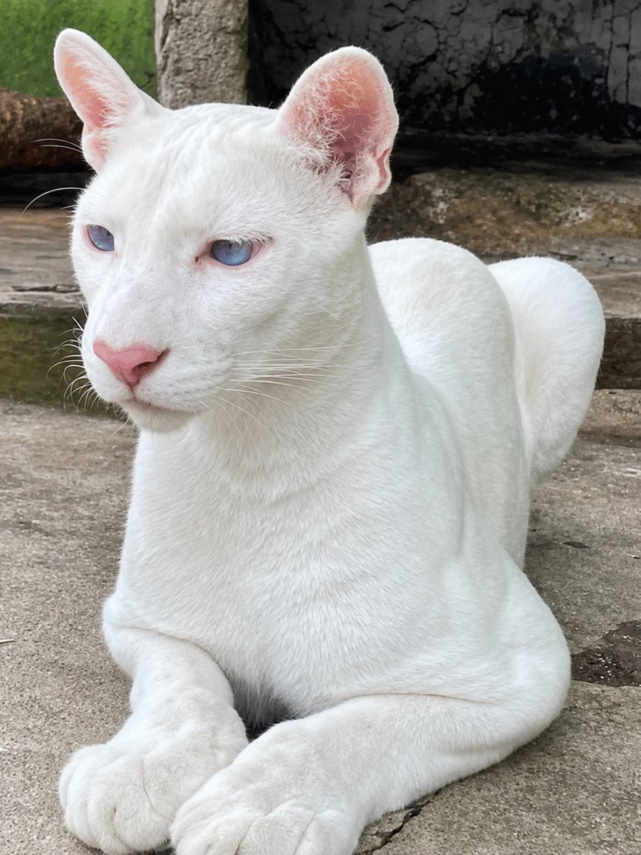 etginlik's tweet photo. Latin Amerika'da dünyaya gelen mavi gözlü ve pembe burunlu albino puma: https://t.co/OqZFdPnZwt