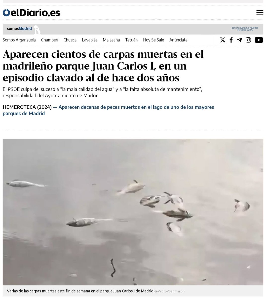 PSOEMadridAyto's tweet photo. ‼️Llevamos años denunciando el estado de abandono de la ría del Parque Juan Carlos I y este es el 2º año en que aparecen cientos de carpas muertas desde que @AlmeidaPP_ es alcalde.

🎙️"Exigimos que el Gobierno municipal tome todas las medidas necesarias para que esta ría esté bien, como se merece el vecindario y la biodiversidad de un enclave emblemático de Barajas", @mariacasoes.

La noticia completa aquí 👇🏼
https://t.co/y10o5dTLKA