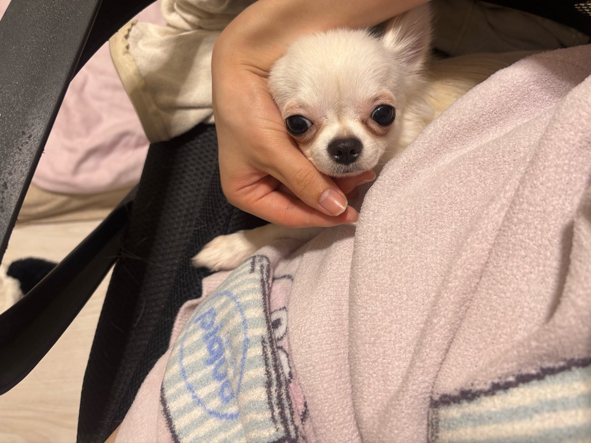 corocoro__colon's tweet photo. 飼い主の勉強中、椅子の背もたれとおしりの間で寝ていた甘えん坊さん(  ³ ᴥ ³  ) https://t.co/8ElnQpaP8b