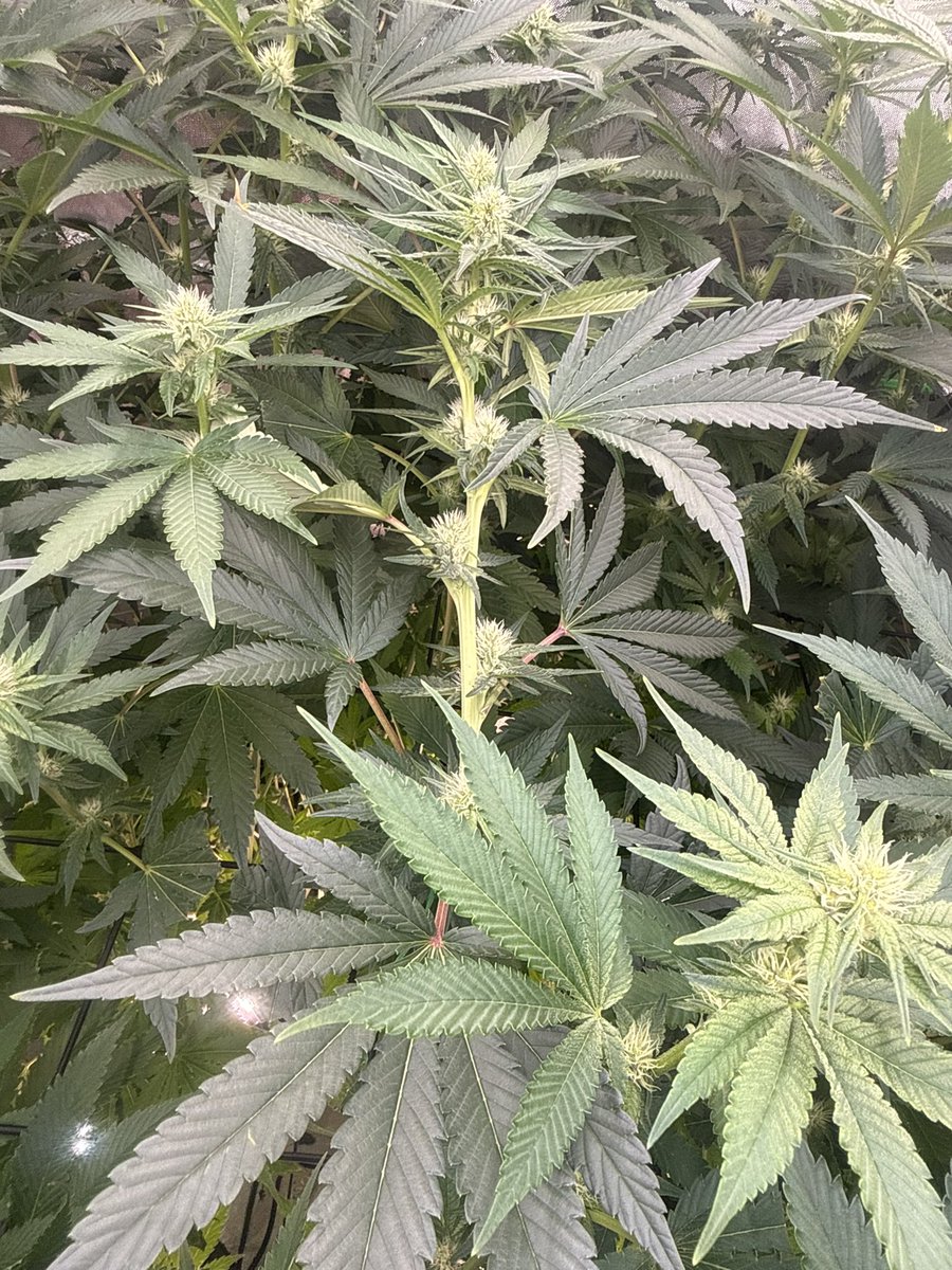 CannaTurkey_'s tweet photo. Day 21 https://t.co/0t2i1QdoSR