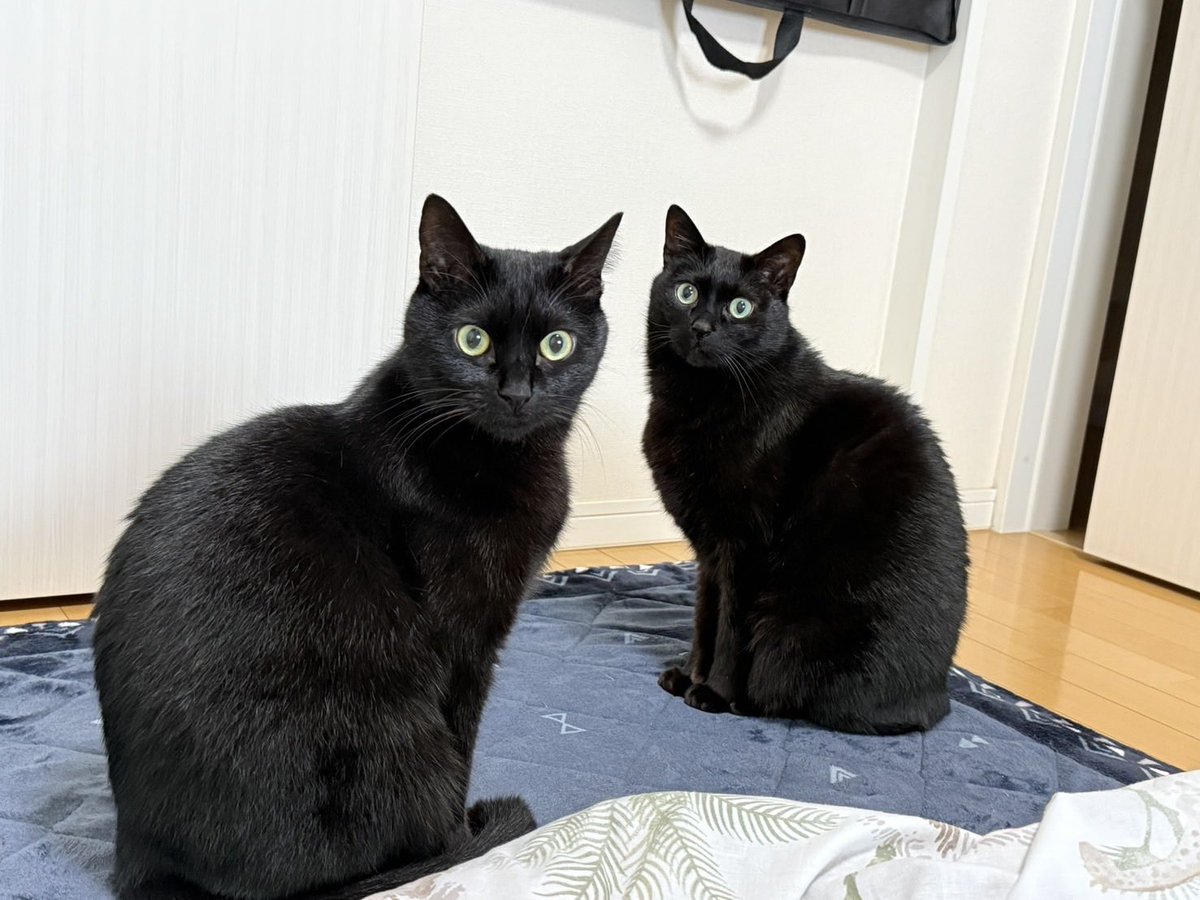 katakiko's tweet photo. 黒猫の日じゃなくて黒猫感謝の日なんだ！！と
うちの2匹にもいつも刺激と癒しをもらってます
ずーっと元気でいてね❤️
#黒猫感謝の日 https://t.co/H4nJX8cMgh
