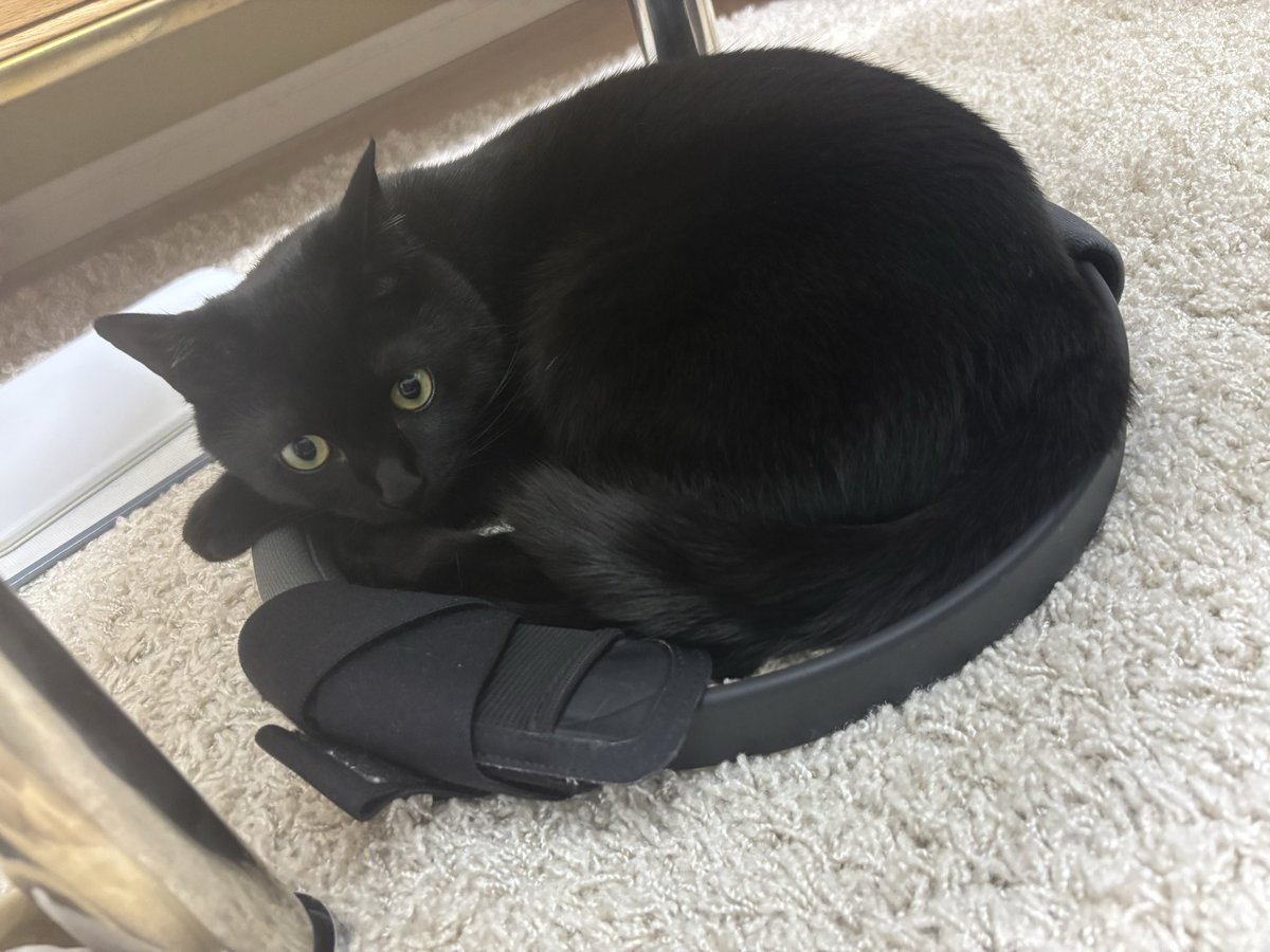 iwn_com's tweet photo. #黒猫感謝の日
今日新しく来た水飲みで床をビシャビシャにするし朝四時から元気に人間を起こしにくるしグルメだから好きなご飯以外全然食べないし仕事中ずっと遊びに催促してくるかわいい猫見てくれますか？ https://t.co/WGYYgKGuj2