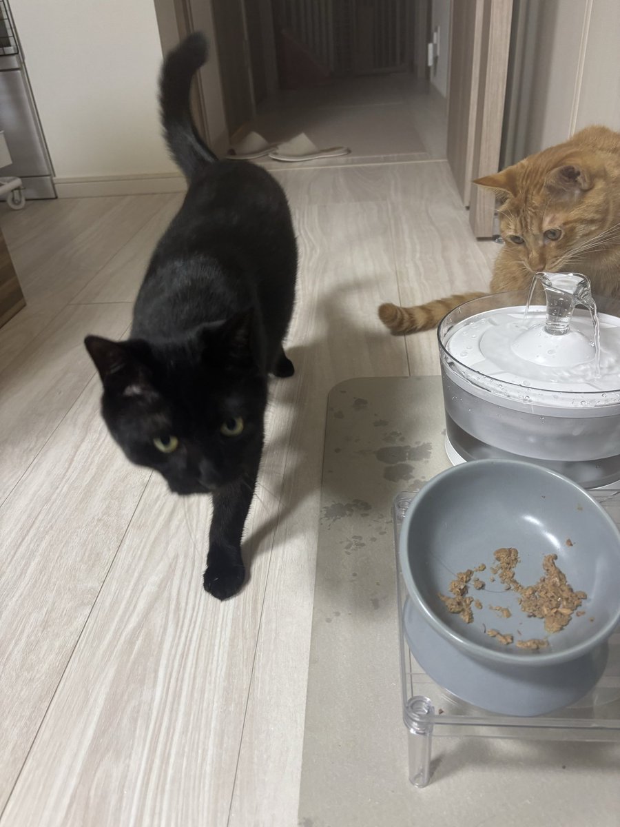 iwn_com's tweet photo. #黒猫感謝の日
今日新しく来た水飲みで床をビシャビシャにするし朝四時から元気に人間を起こしにくるしグルメだから好きなご飯以外全然食べないし仕事中ずっと遊びに催促してくるかわいい猫見てくれますか？ https://t.co/WGYYgKGuj2